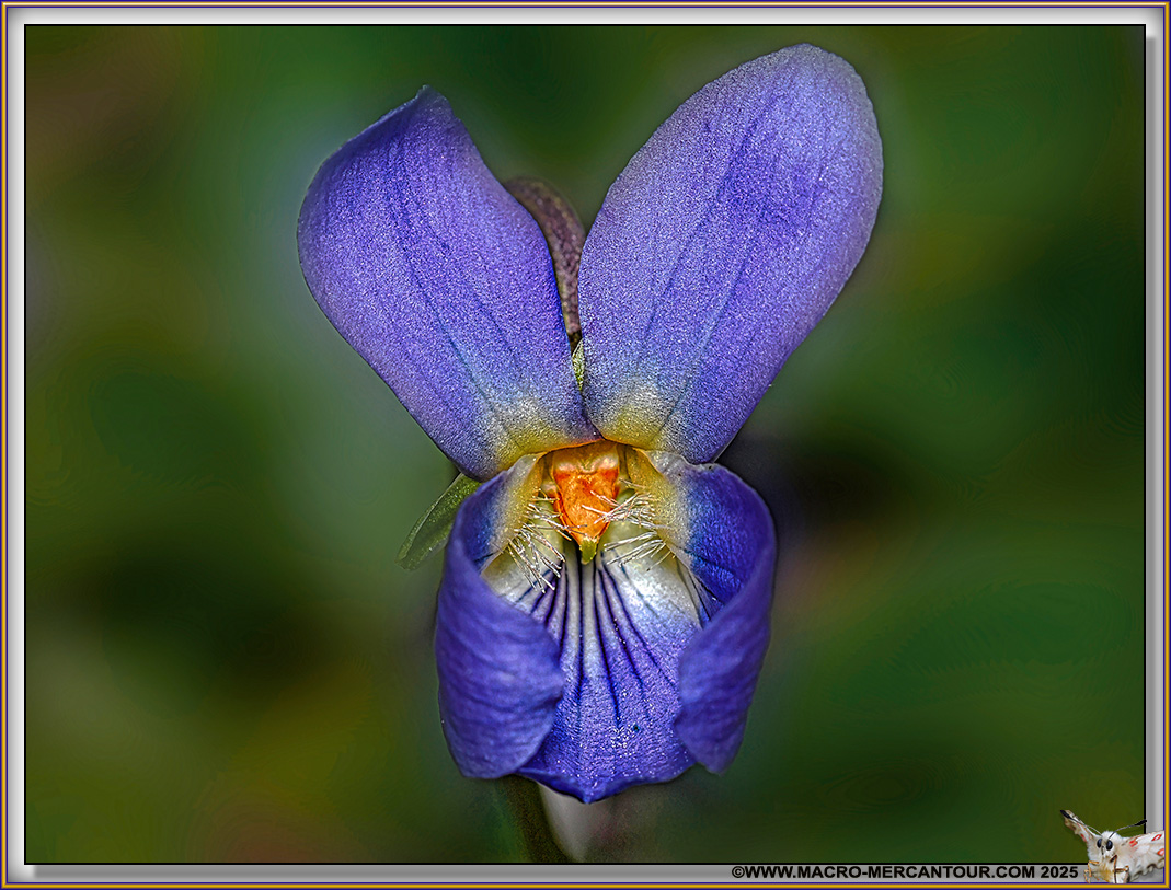 Violettes